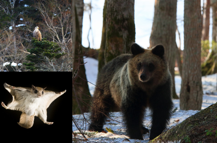 Wild Animals of Akan
